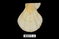 藏品(海扇蛤)的圖片